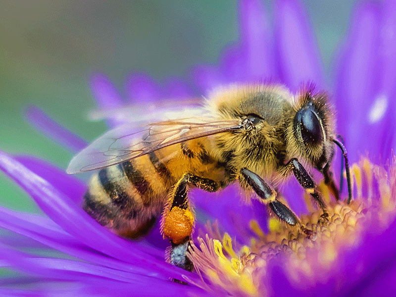 bee0-1